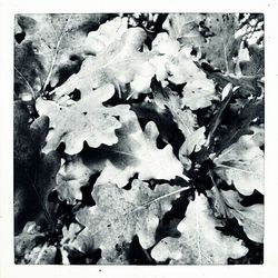 Full frame shot of leaves