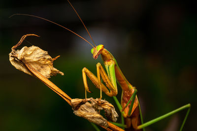 Close-up of praying mantis on plant