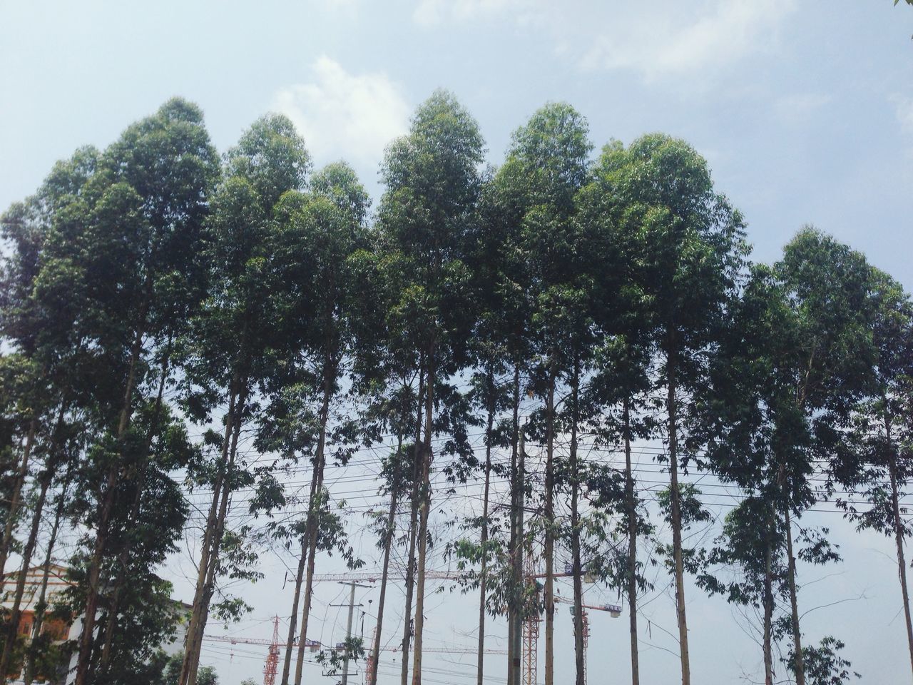 tree, low angle view, sky, growth, tranquility, nature, branch, cloud - sky, beauty in nature, day, tree trunk, green color, cloud, outdoors, no people, tranquil scene, scenics, tall - high, palm tree, cloudy