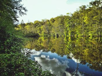 Trees in a forest