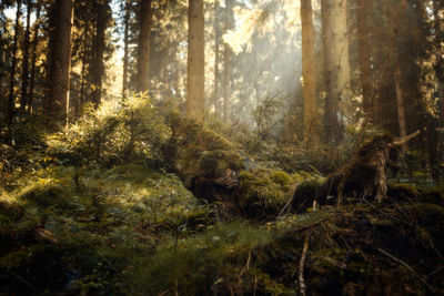 Trees in forest with sunrays