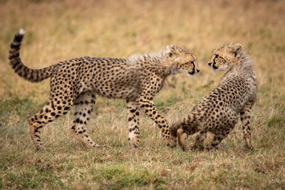 Cheetahs on field in forest