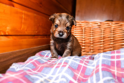 Puppy close-up portrait. newborn yorkshire terrier