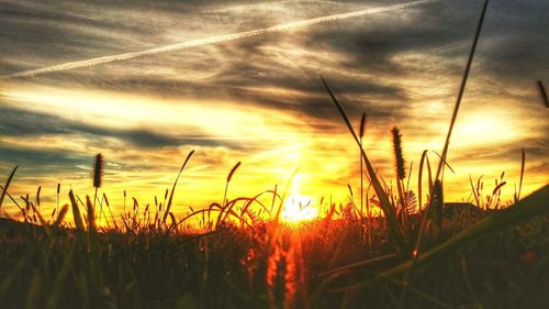 Silhouette plants on field against orange sky