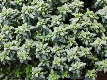 Full frame shot of fresh green plants