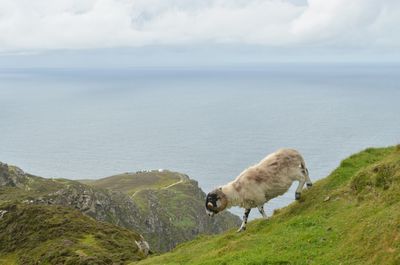 View of a horse on the beach