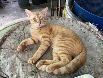 High angle view of cat resting