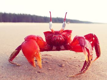 Close-up of red crab on beach against sky