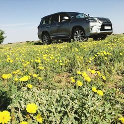 Low angle view of flowers growing in field