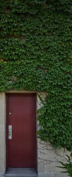 Ivy growing on green door