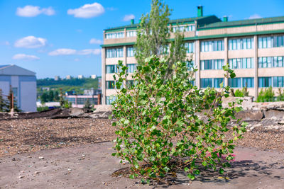 Plants growing in park
