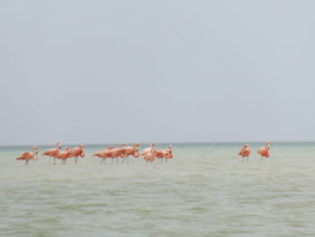 Horses in the sea against clear sky