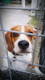 Close-up portrait of a dog