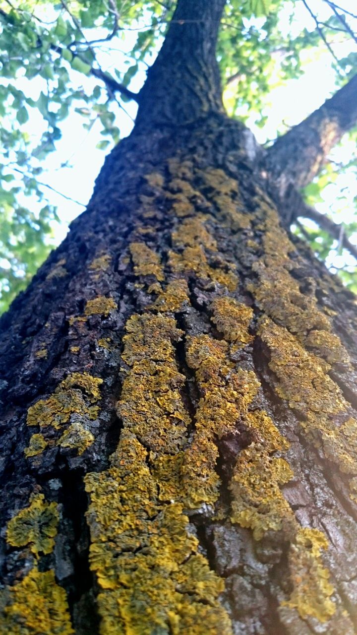 tree, tree trunk, bark, branch, growth, textured, low angle view, forest, nature, close-up, moss, rough, day, focus on foreground, outdoors, wood - material, tranquility, no people, leaf, plant bark