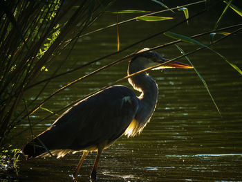 Bird perching on a lake