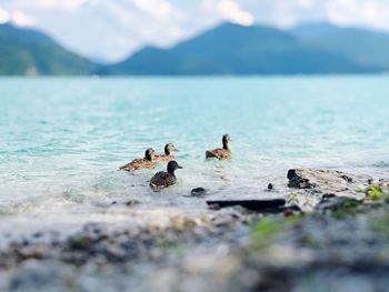 Group of birds on lake