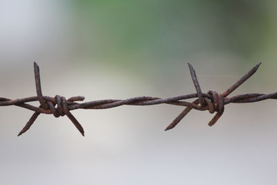 Close-up of barbed wire