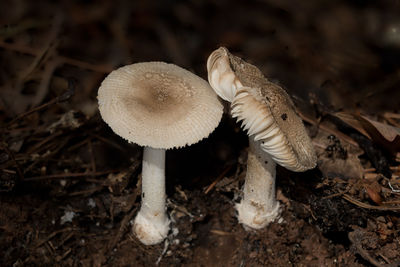 mushroom