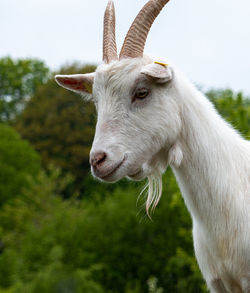 Close-up of goat on field