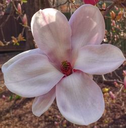 Close-up of fresh white pink flower