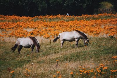 Horses grazing on field