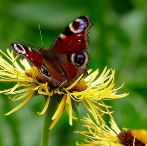 Close-up of butterfly pollinating on yellow flower