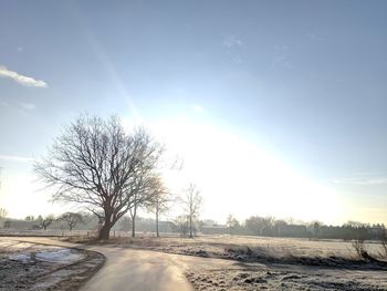 Bare trees on field against sky during winter