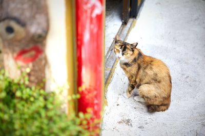 Side view of a cat looking away