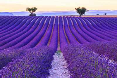 Purple flowering plants on field against sky