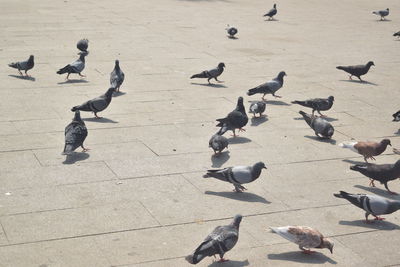 High angle view of pigeons on street