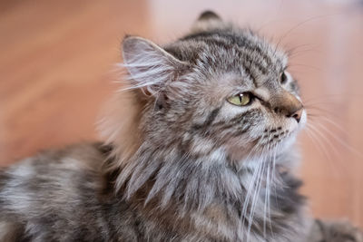 Close-up of a cat looking away
