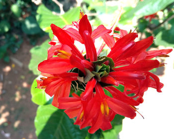 Close-up of red flowering plant