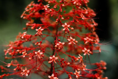 Clerodendrum paniculatum or pagoda flower