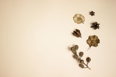 Minimalist concept with flowers over the brown background with copy space.