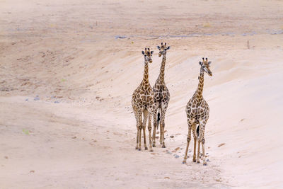 High angle view of giraffes walking on land