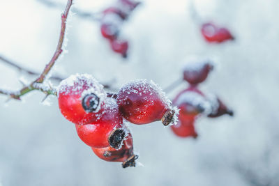 Close-up of frozen berries