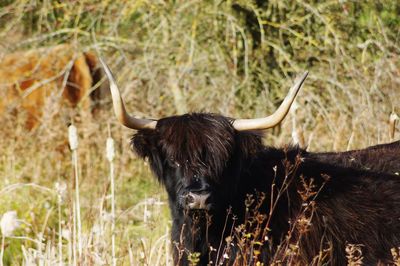 Black cow through reeds