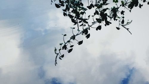 Low angle view of birds flying against sky