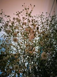 Close-up of tree against sky