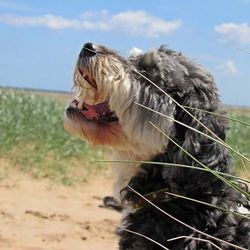 Close-up of a dog