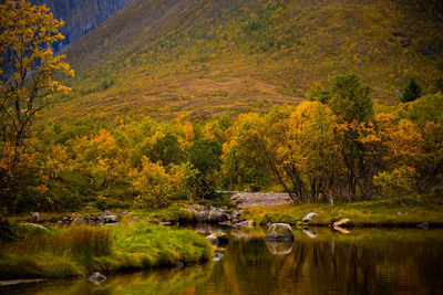 Scenic view of lake in forest