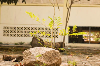 Close-up of potted plant by wall