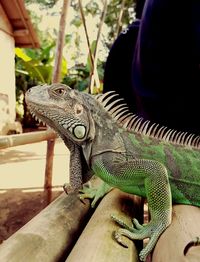 Close-up of a lizard on a hand