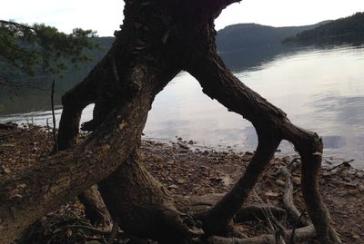 Driftwood on tree trunk by lake against sky