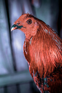 Close-up of a rooster