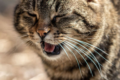 Close-up of a cat