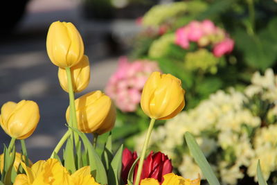 Close-up of yellow tulips blooming on field