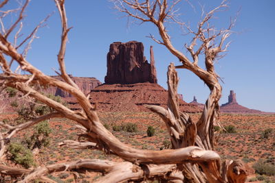 Dead tree against clear sky