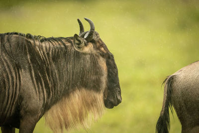 Close-up of blue wildebeest walking in rain