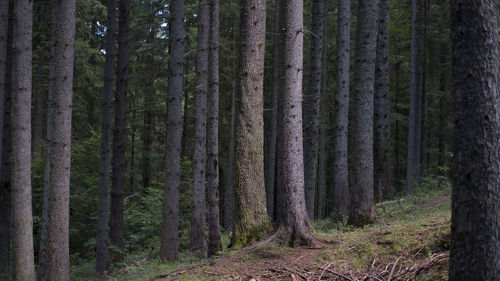 Trees in forest